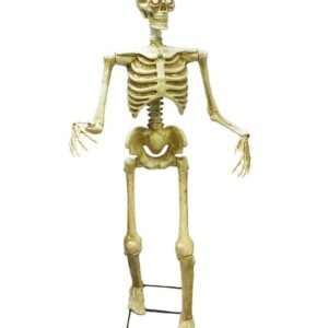 full skeleton model