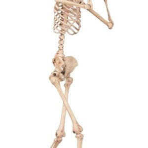 standing skeleton