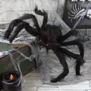 Large Black Hairy Spider